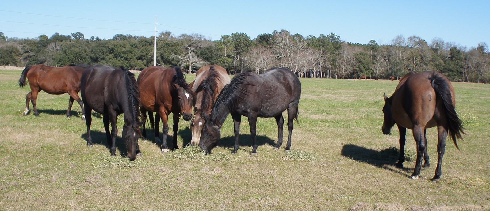 Brood Mares at Black and Blue Quarter Horses